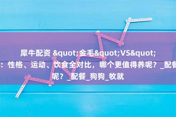 犀牛配资 "金毛"VS"边牧"：性格、运动、饮食全对比，哪个更值得养呢？_配餐_狗狗_牧就
